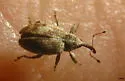 Epimechus aemulus - photo 2
