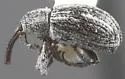 Epimechus curvipes - photo 2