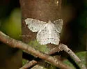 Avocado Spanworm Moth - Hodges#6604 - Epimecis detexta
