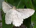 Avocado Spanworm Moth - Hodges#6604 - photo 2