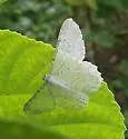Avocado Spanworm Moth - Hodges#6604 - photo 3