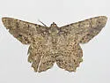 Epimecis matronaria - Hodges#6601
