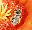 Epimelissodes duplocinctus