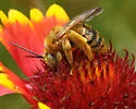 Epimelissodes machaerantherae