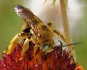 Epimelissodes machaerantherae - photo 2