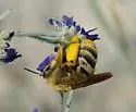 Epimelissodes machaerantherae - photo 3