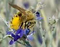 Epimelissodes machaerantherae - photo 4
