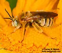 Epimelissodes machaerantherae - photo 5