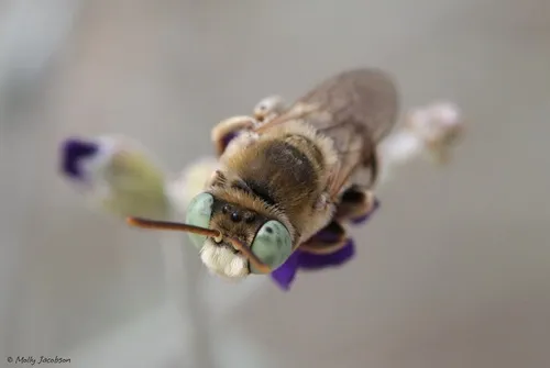 Epimelissodes minima
