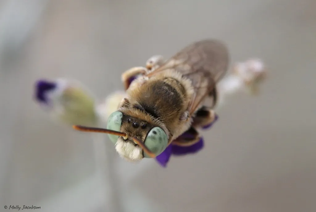 Epimelissodes minima - photo 2