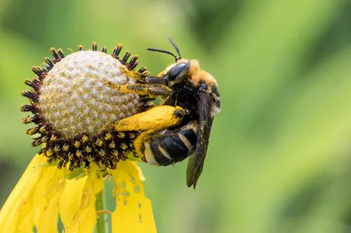 Epimelissodes obliquus