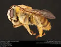 Epimelissodes texanus - Epimelissodes texanus