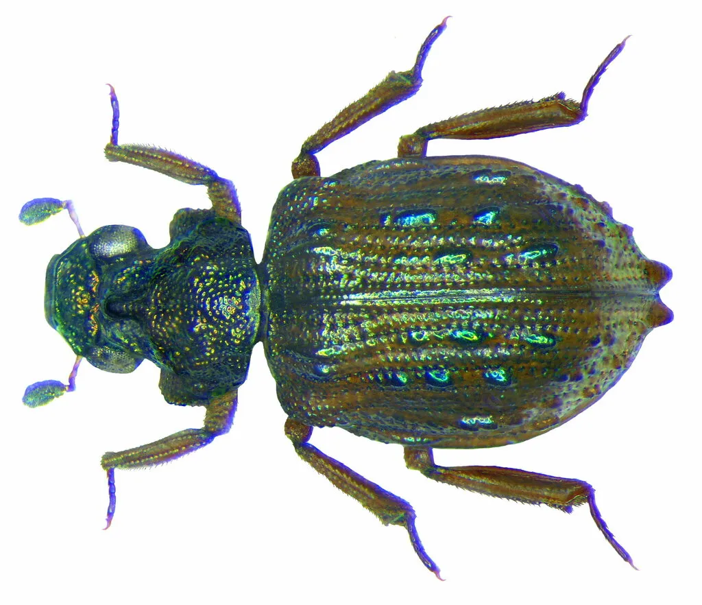 Hooded Shore Beetles - Epimetopidae