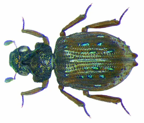 Hooded Shore Beetles - photo 2