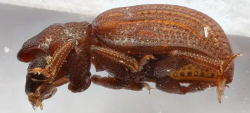 Epimetopus punctipennis