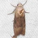 Bromeliad Pod Borer - Hodges#5633.2 - photo 2