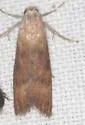 Bromeliad Pod Borer - Hodges#5633.2 - photo 3