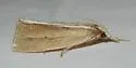 Epina alleni - Hodges#5469 - photo 2