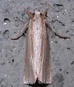 Epina alleni - Hodges#5469 - photo 3