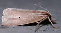 Epina alleni - Hodges#5469 - photo 4
