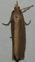 Epina dichromella - Hodges#5468 - photo 2