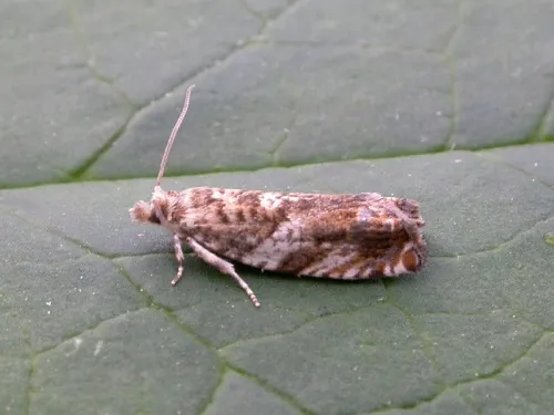 Epinotia abbreviana