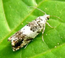 Epinotia abbreviana - photo 2
