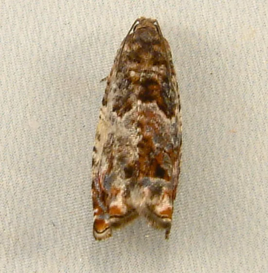 Epinotia albangulana - Hodges#3308 - photo 2
