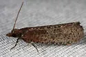 Epinotia arctostaphylana - Hodges#3328