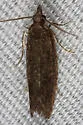 Epinotia arctostaphylana - Hodges#3328 - photo 2