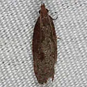 Epinotia arctostaphylana - Hodges#3328 - photo 4