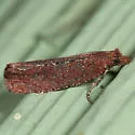Epinotia arctostaphylana - Hodges#3328 - photo 5