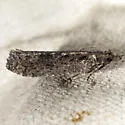 Epinotia biangulana - Hodges#3353