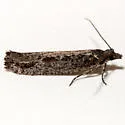 Epinotia biangulana - Hodges#3353 - photo 4