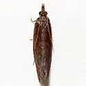 Epinotia bigemina - Hodges#3326
