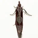 Epinotia bigemina - Hodges#3326 - photo 3