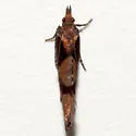 Epinotia bigemina - Hodges#3326 - photo 4