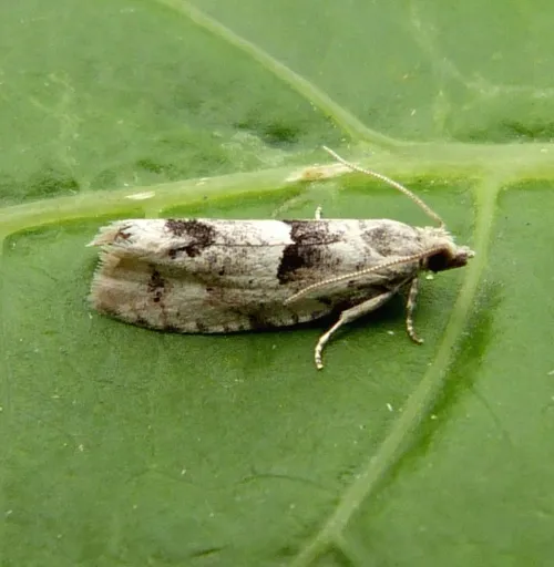 Epinotia bilunana