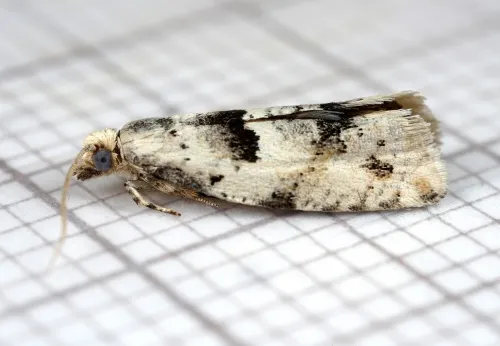 Epinotia bilunana - photo 2