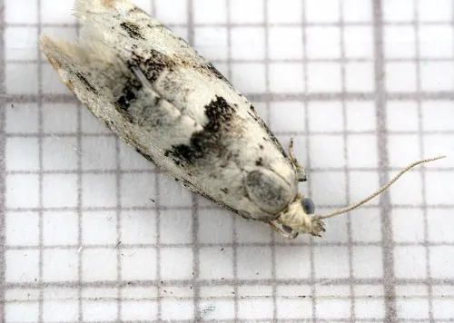 Epinotia bilunana - photo 3