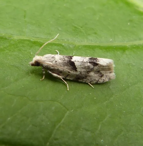 Epinotia bilunana - photo 4