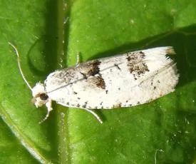 Epinotia bilunana - photo 5