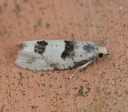 Epinotia bilunana - photo 6