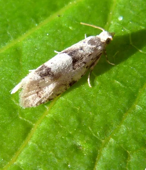 Epinotia bilunana - photo 7