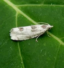 Epinotia bilunana - photo 8