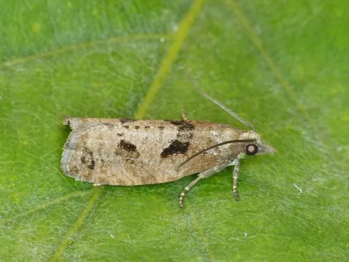 Epinotia brunnichana