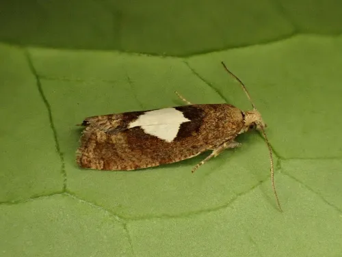 Epinotia brunnichana - photo 2