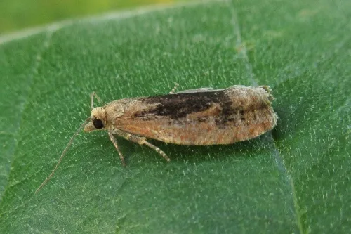 Epinotia brunnichana - photo 3