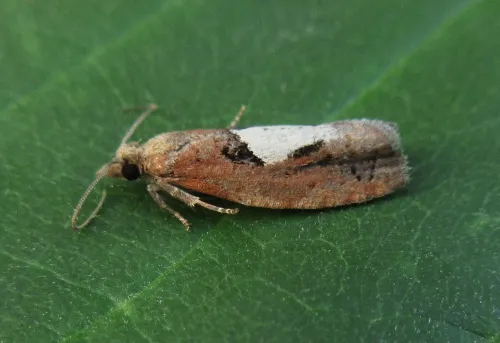 Epinotia brunnichana - photo 4