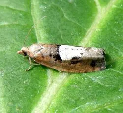 Epinotia brunnichana - photo 5